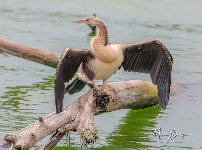 Cormorant