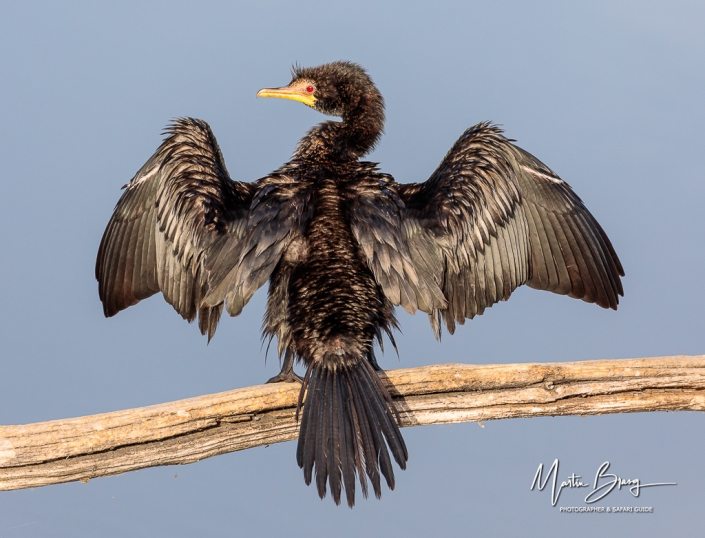 Cormorant sunning2