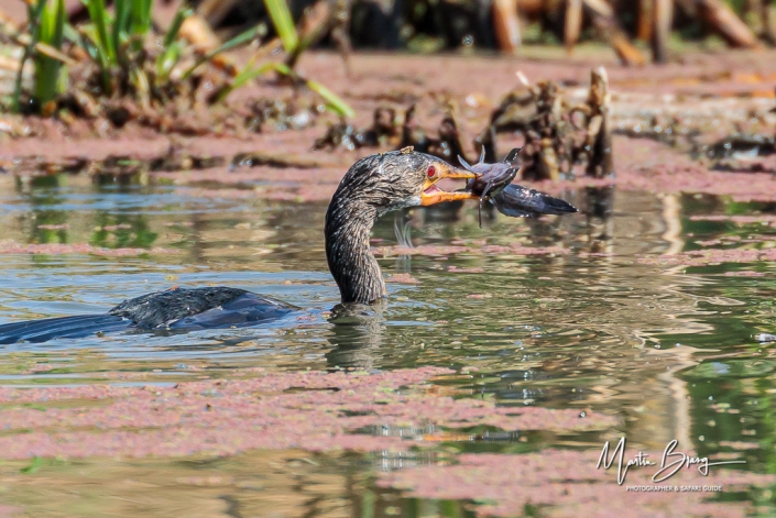 Cormorant with catch
