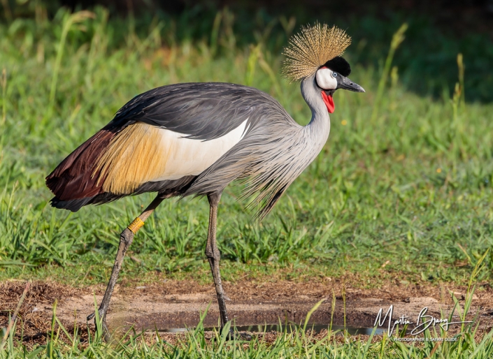 Crowned crane