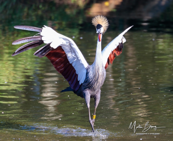 Crowned crane2