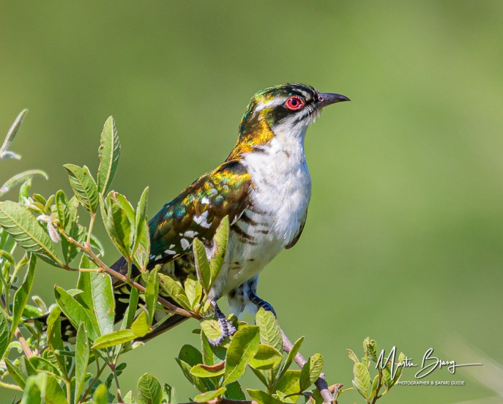 Diedericks cuckoo