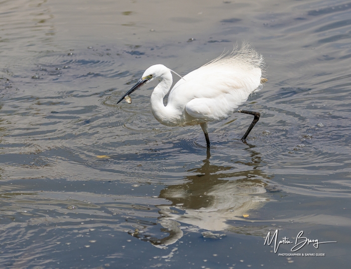 Egret
