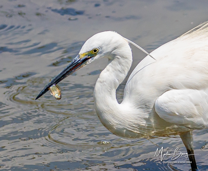 Egret fishing