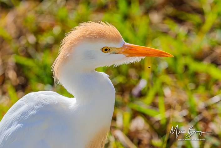 Egret port