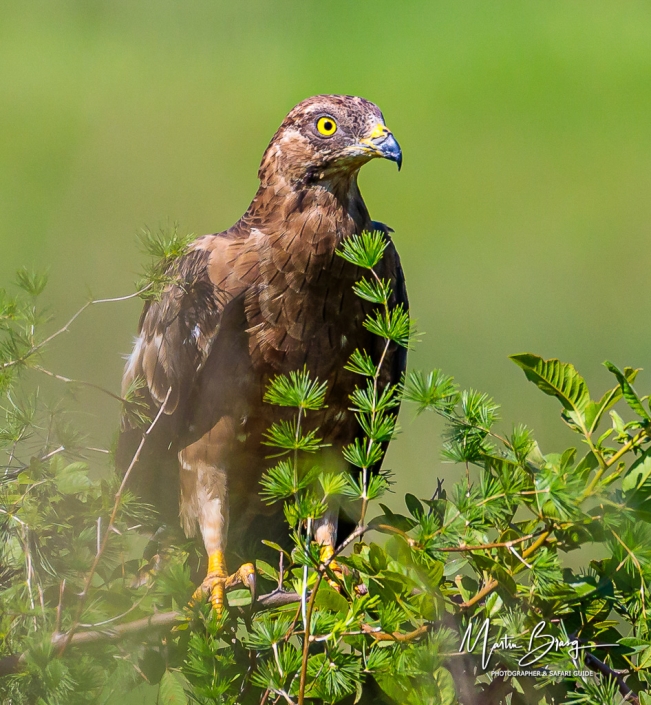 European buzzard