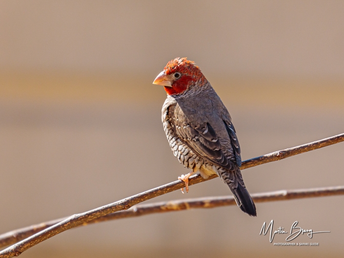 Finch