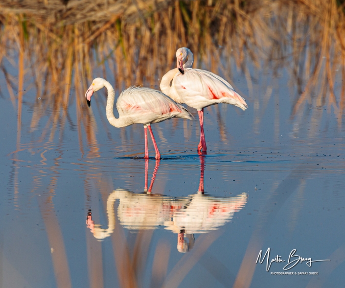 Flamingo