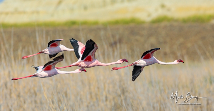 Flamingos in flight