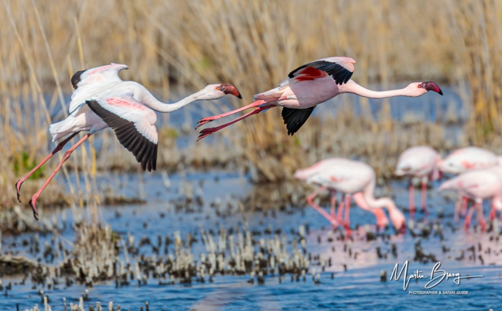 Flamingos in flight2
