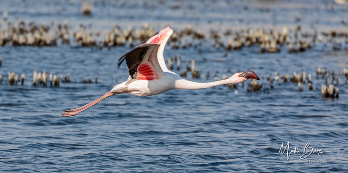 Flamingos in flight3