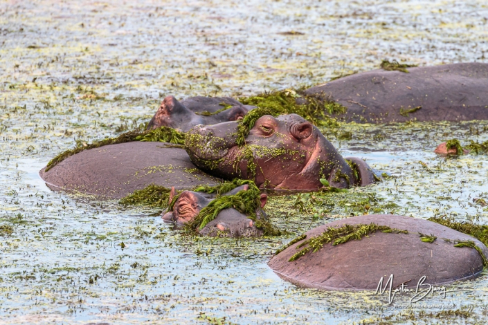 Hippos