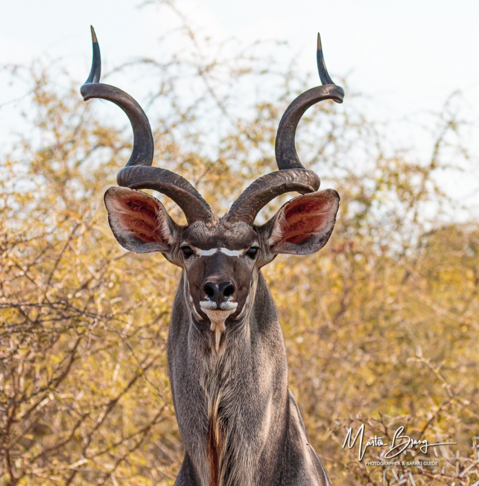 Kudu Bull