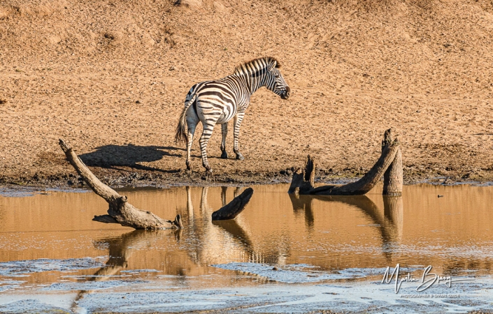Lone Zebra