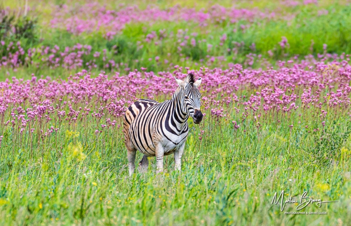 Lone zebra field
