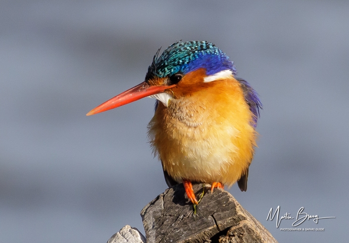 Malachite Kingfisher 1