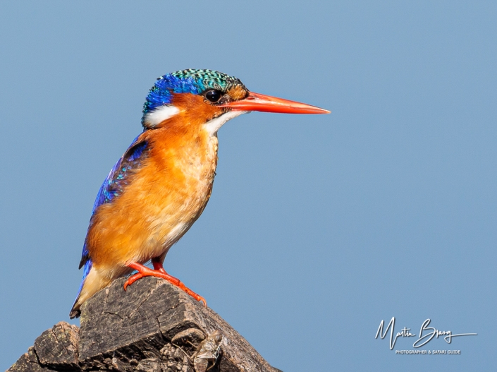 Malachite Kingfisher