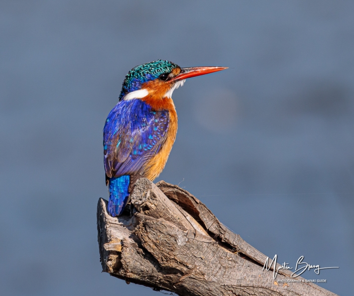 Malachite kingfisher 6