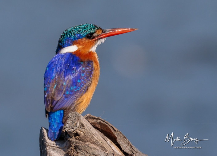 Malachite kingfisher 7