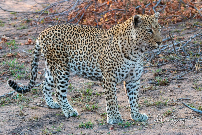 Male leopard2