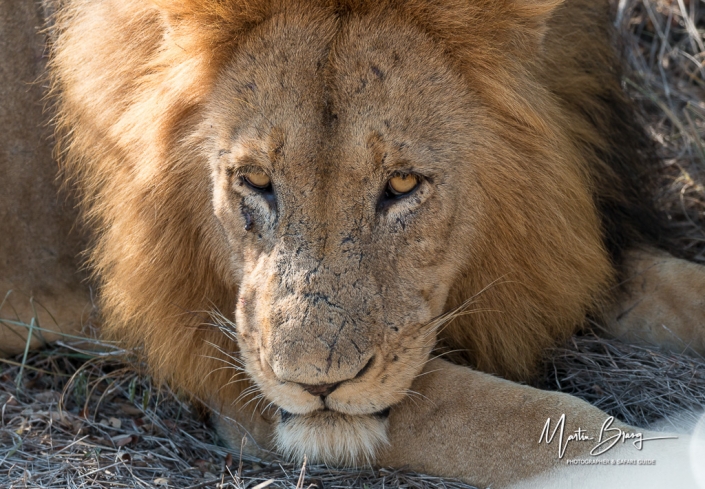 Male lion
