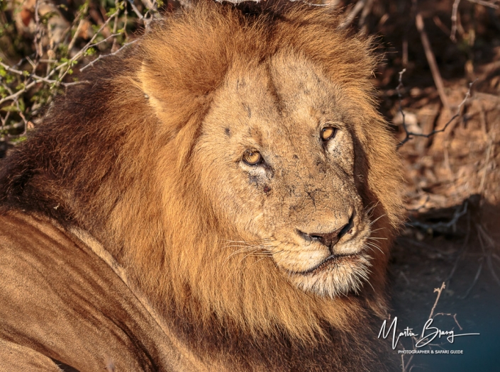 Male lion port
