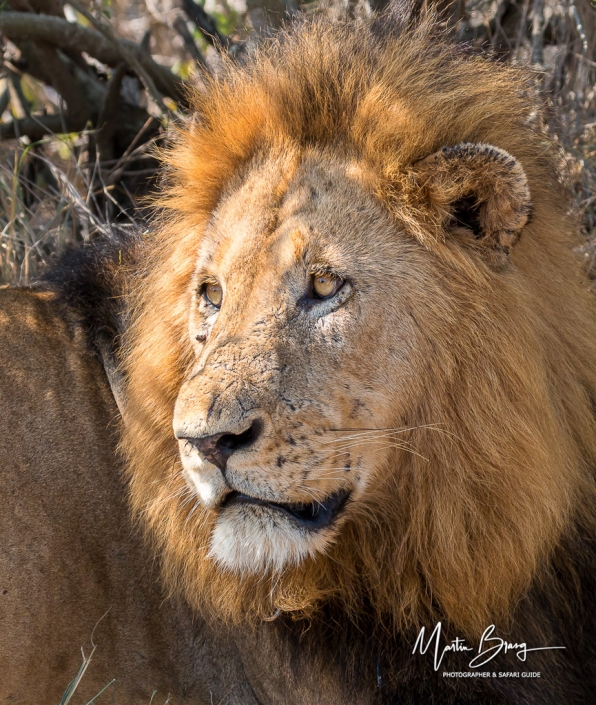 Male lion2
