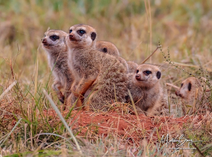 Meerkat