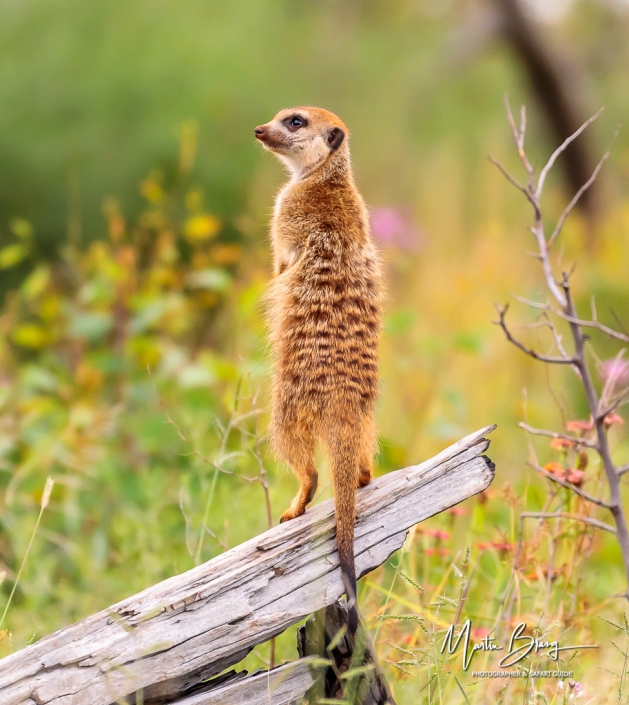 Meerkat sentry