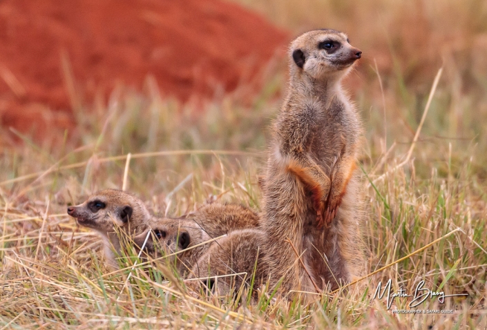 Meerkat2