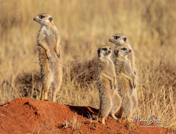 Meerkatte