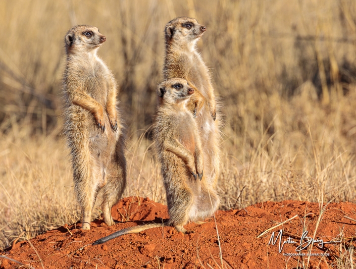 Meerkatte2