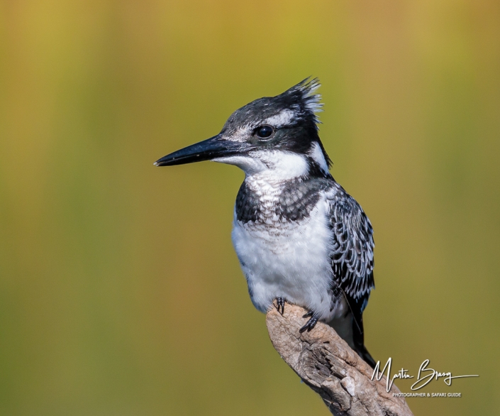 Pied Kingfisher best 2