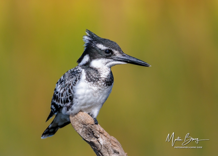 Pied Kingfisher best