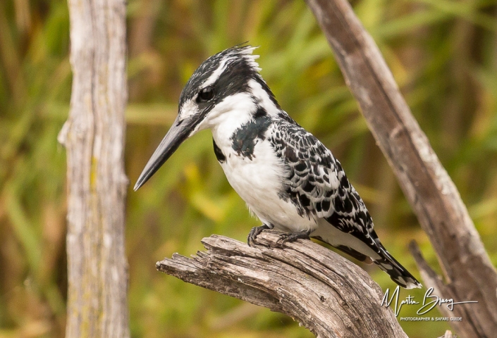 Pied Kingfisher1