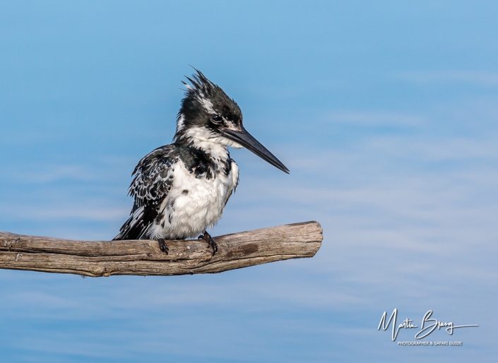 Pied Kingfisher10