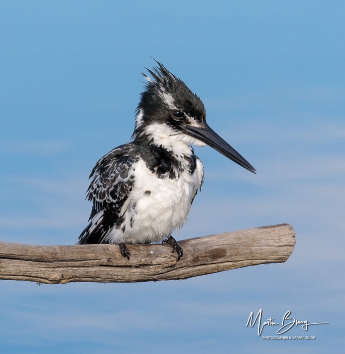 Pied Kingfisher11
