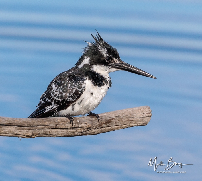 Pied Kingfisher7