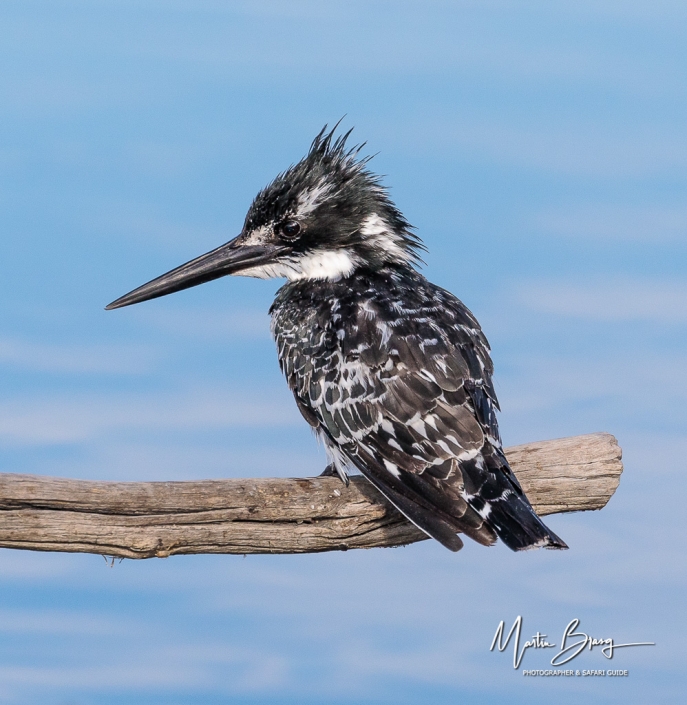 Pied Kingfisher8