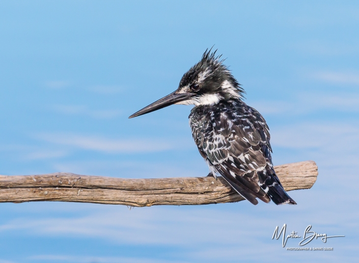 Pied Kingfisher9