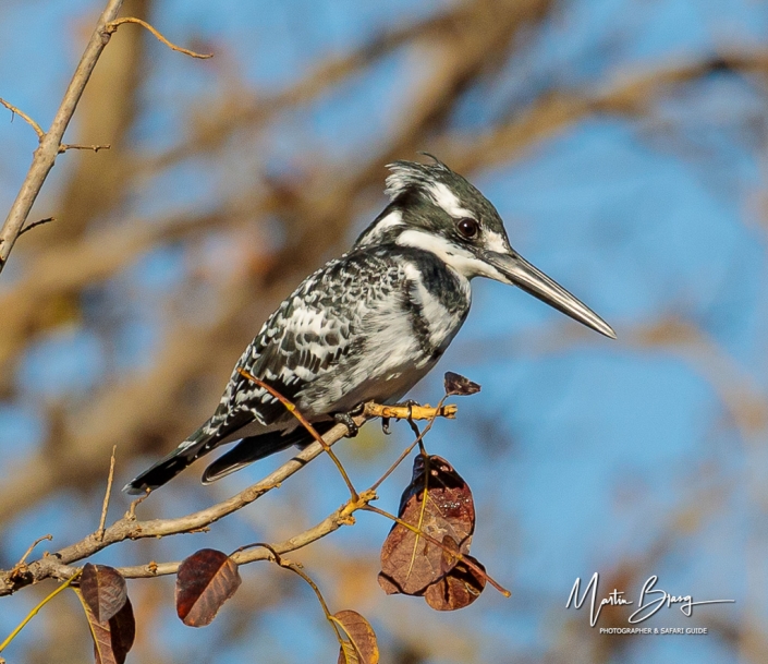 Pied kingfisher2