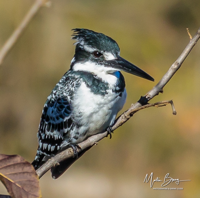 Pied kingfisher3
