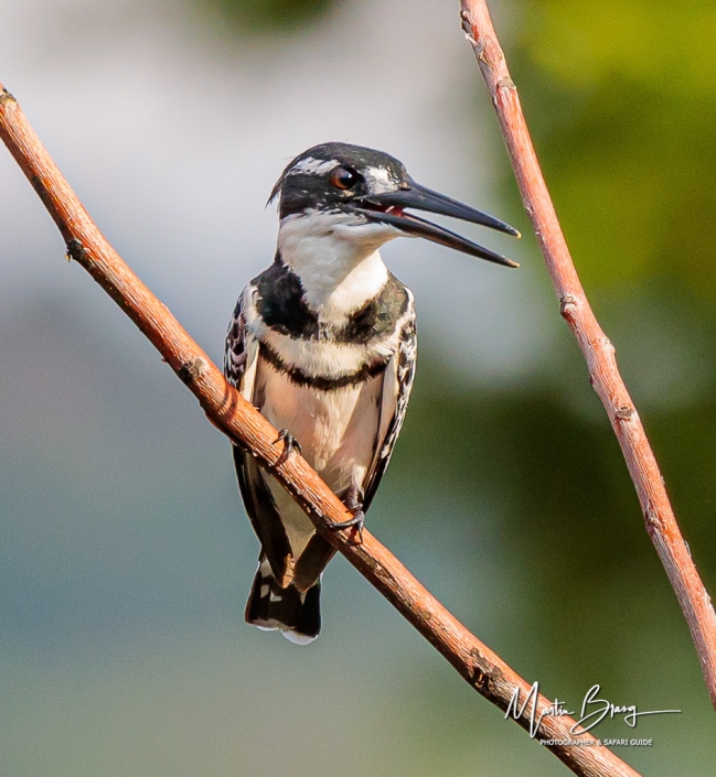 Pied kingfisher4
