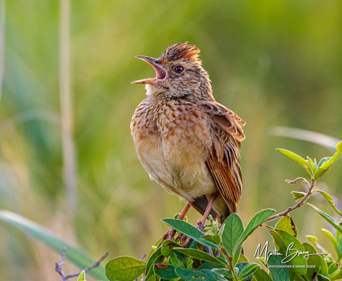 Ruffous naped lark