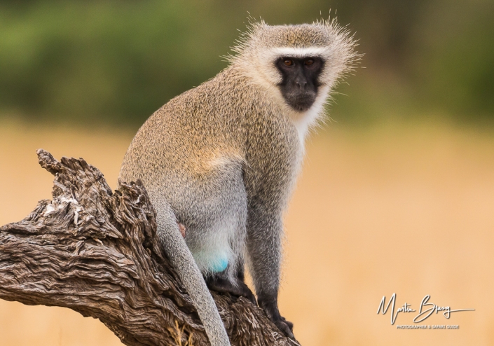 Vervet