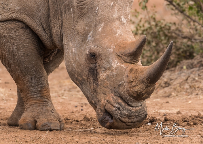White Rhino