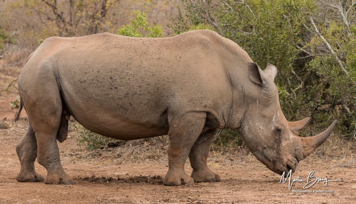 White Rhino full