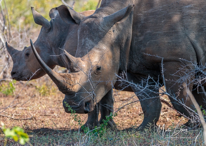 White Rhino2