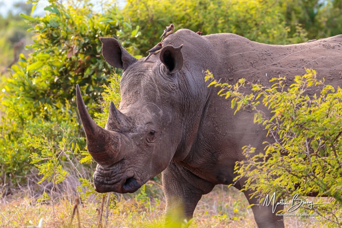 White Rhino4