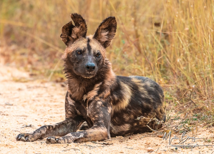 Wild dog